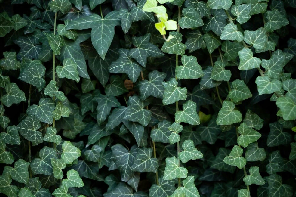 Le 10 migliori piante ideali per zone d’ombra in giardini, balconi e ambienti interni