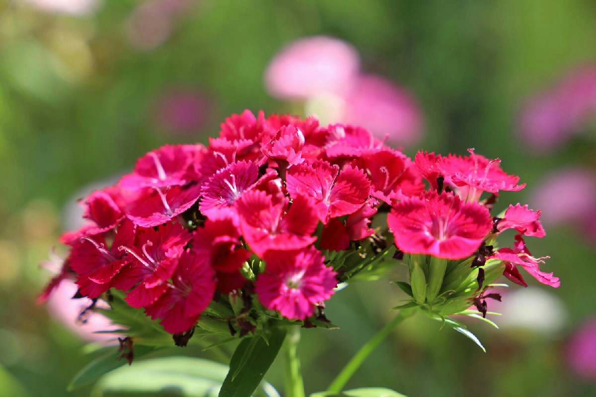 Le 10 migliori piante ideali per zone d’ombra in giardini, balconi e ambienti interni