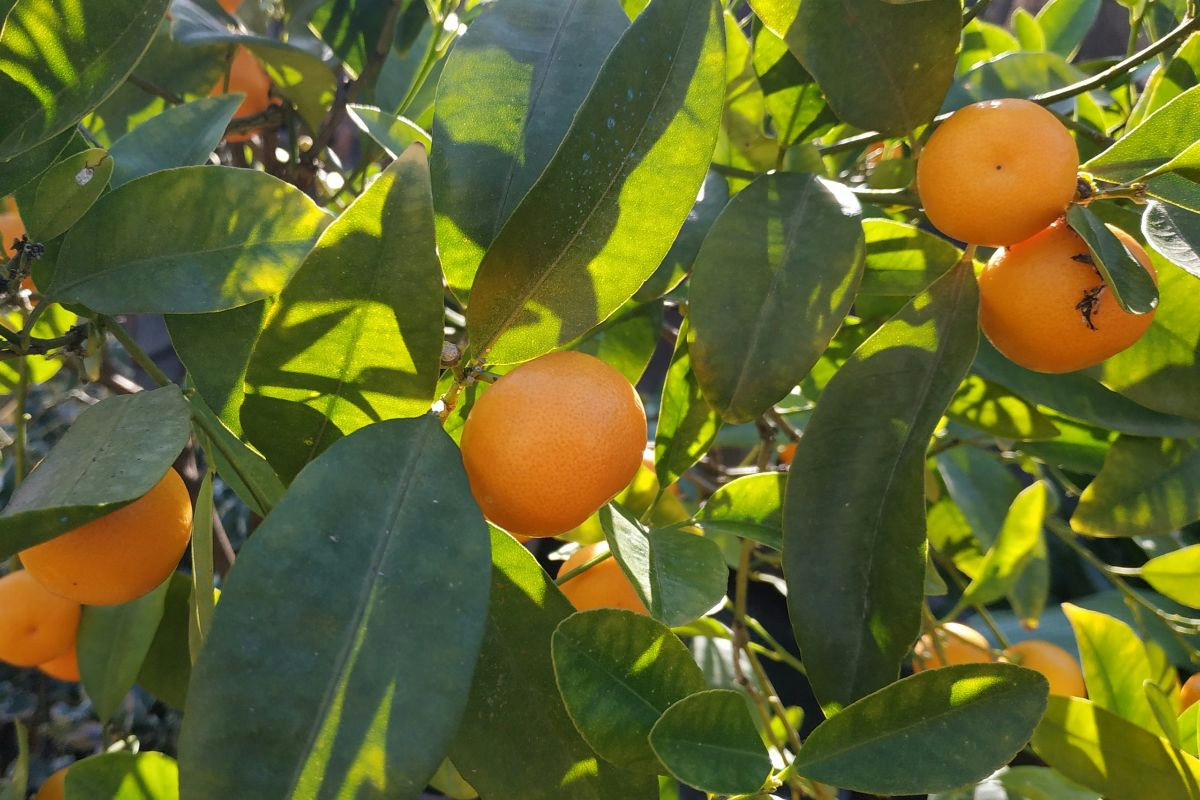 Cosa cresce sul balcone a dicembre: guida completa per coltivare il mandarino nano calamondino