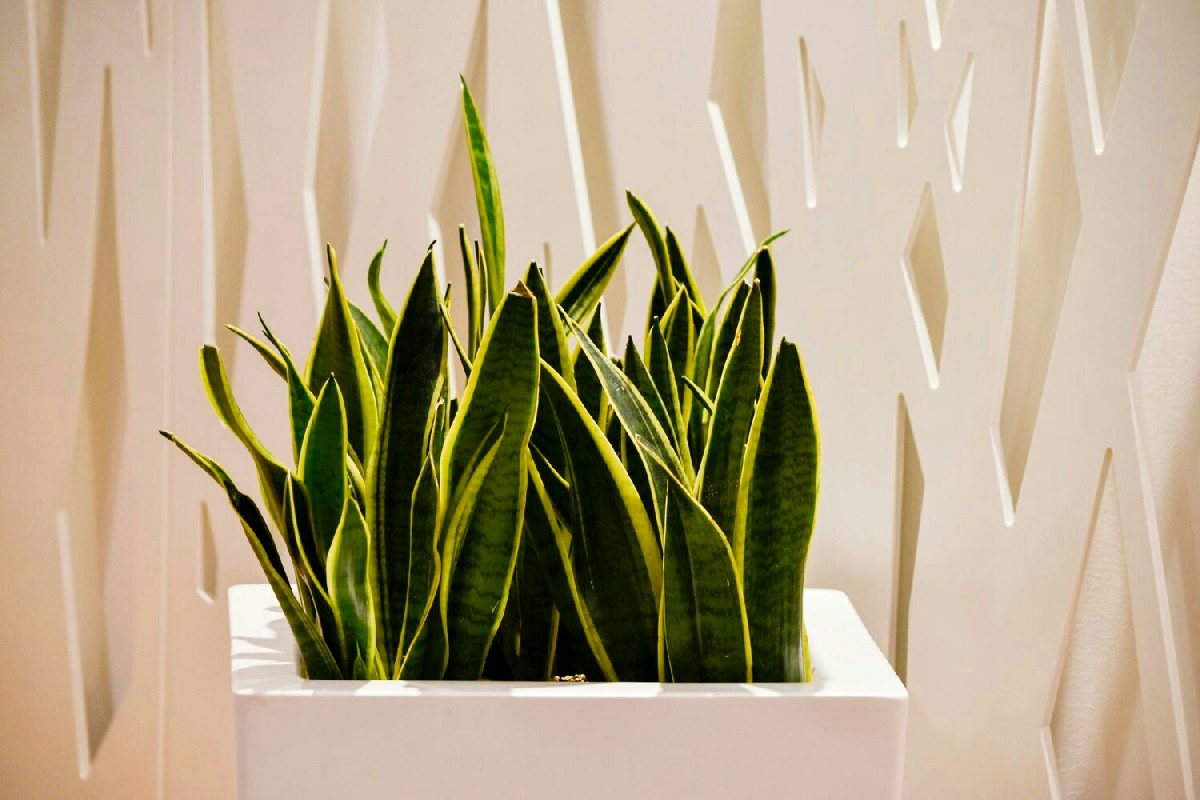 Durante le feste molte persone scelgono questa pianta: regala aria fresca e un’atmosfera unica in casa