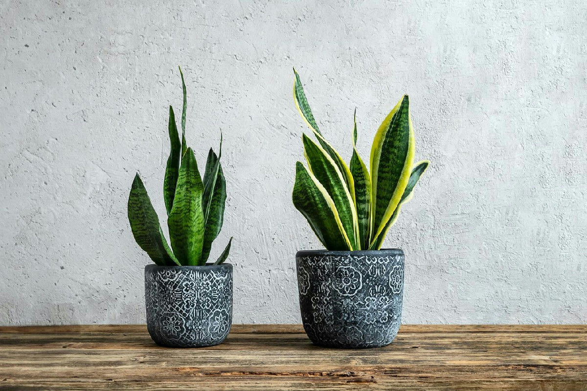 Durante le feste molte persone scelgono questa pianta: regala aria fresca e un’atmosfera unica in casa