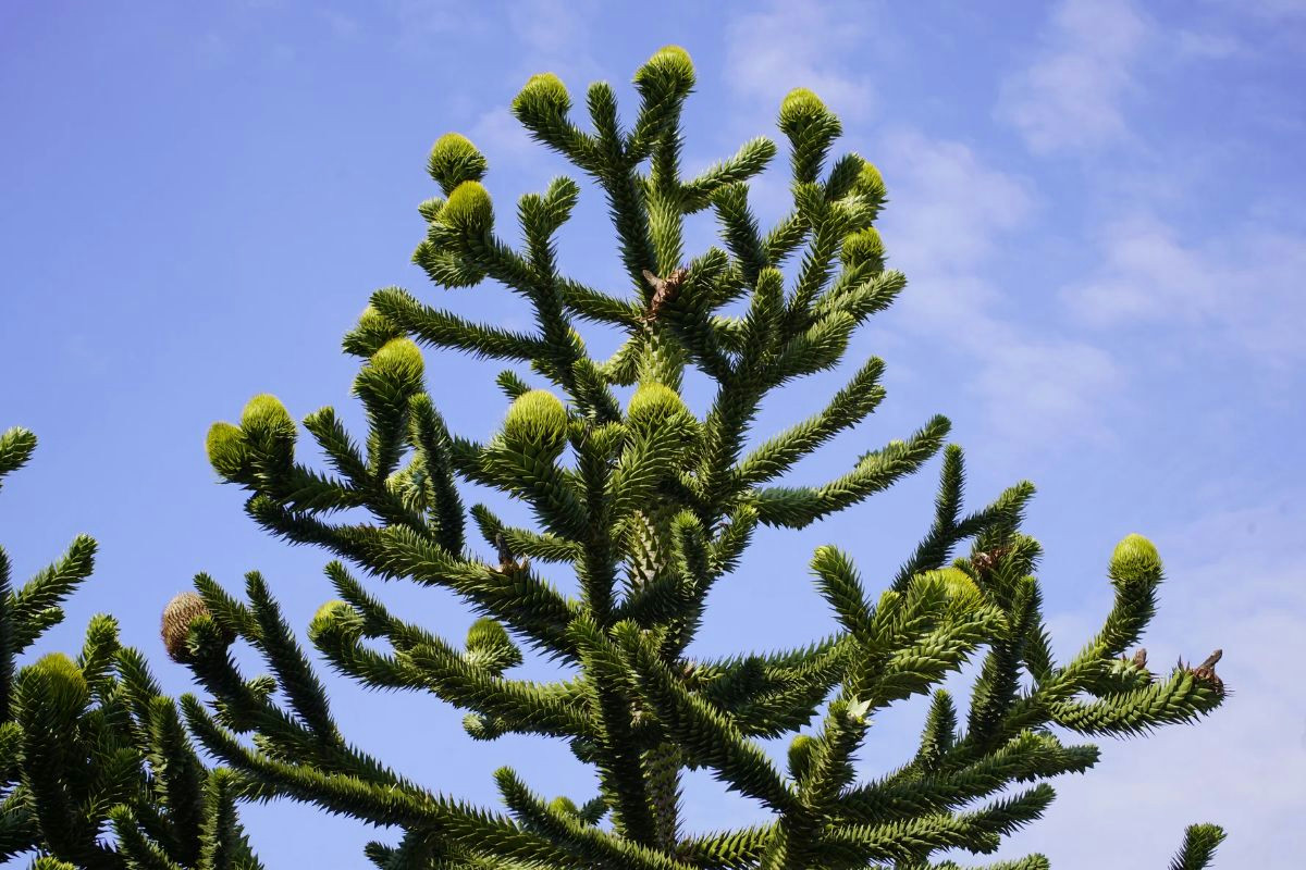 Durata e cura dell’Araucaria: consigli essenziali per mantenerla rigogliosa nel tempo