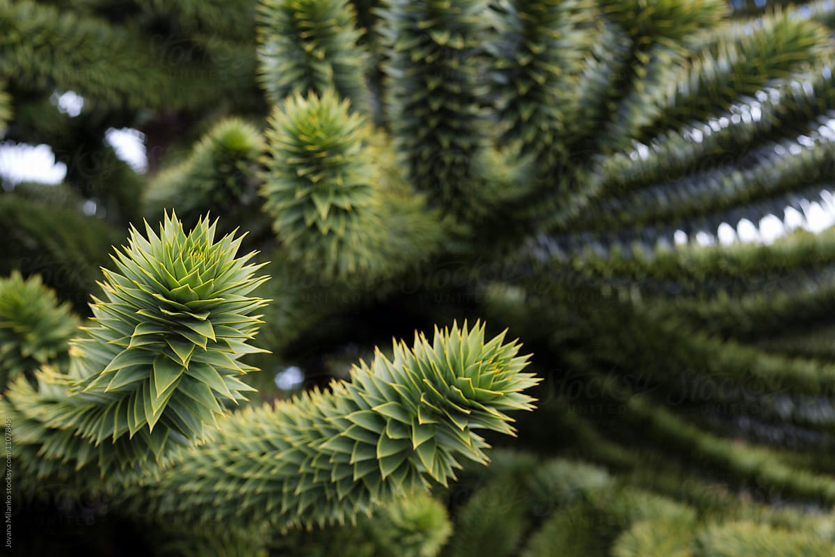 Durata e cura dell’Araucaria: consigli essenziali per mantenerla rigogliosa nel tempo