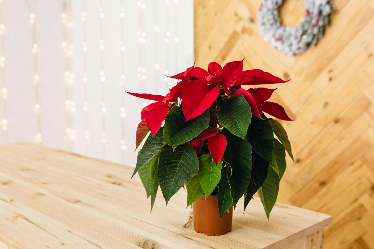 Ecco come la stella di Natale in casa crea un’atmosfera calda ed elegante che valorizza ogni allestimento