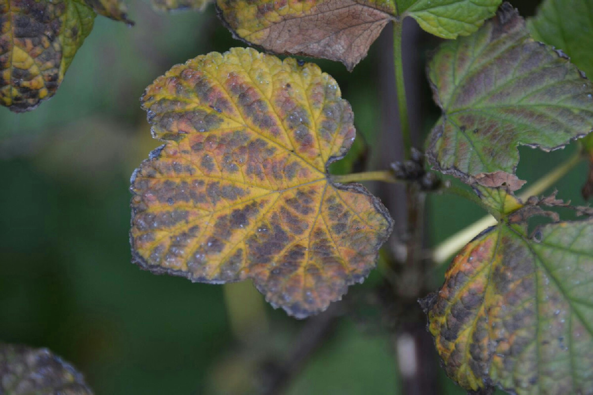 Le foglie annerite si diffondono sulle piante? Ecco come fermare il problema e mantenere la pianta sana