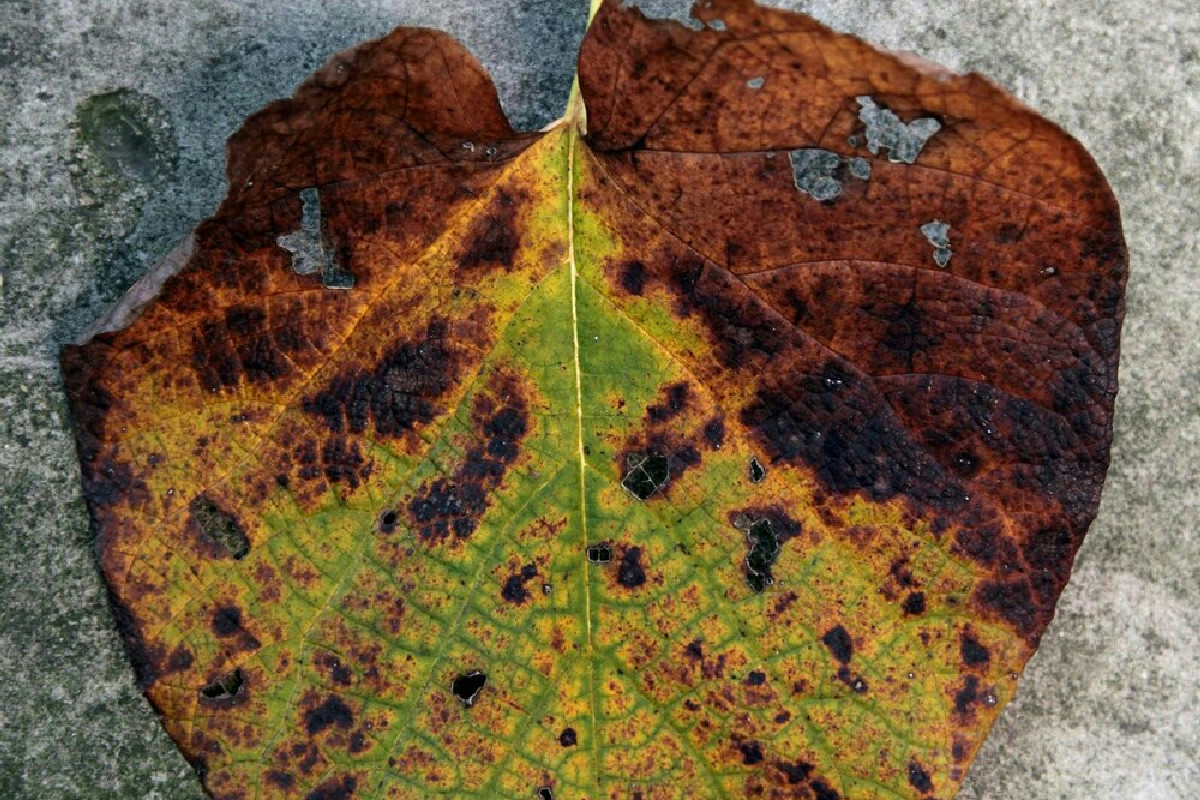 Le foglie annerite si diffondono sulle piante? Ecco come fermare il problema e mantenere la pianta sana