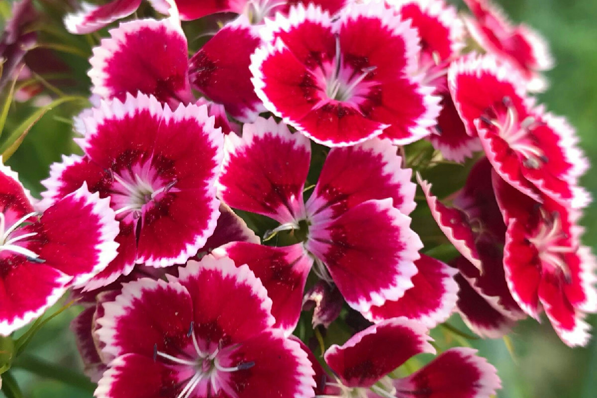 Perché i gerani fioriscono poco? C'è un trucco che i giardinieri non raccontano mai