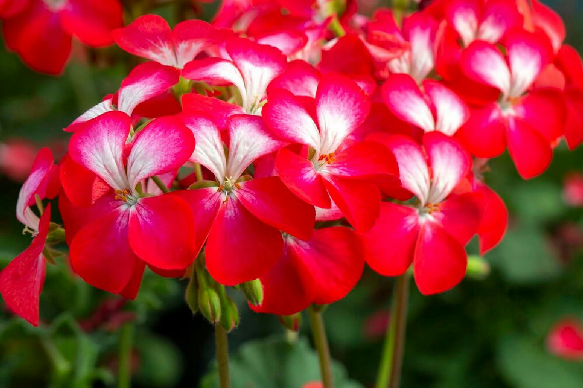 Perché i gerani fioriscono poco? C'è un trucco che i giardinieri non raccontano mai