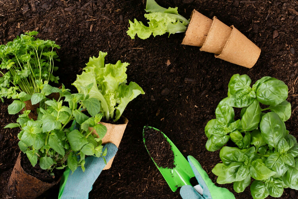 Perché l'orto non va in letargo a dicembre? Le piante che puoi coltivare adesso