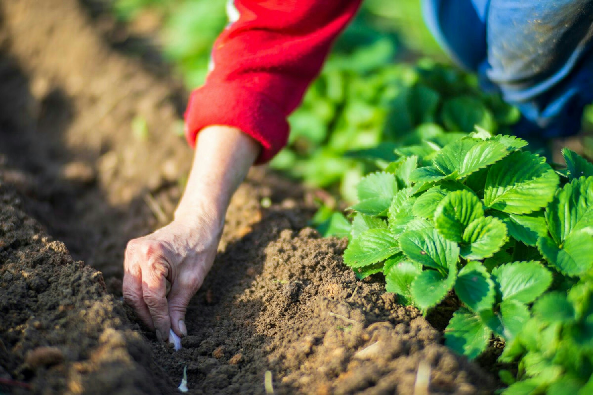 Perché l'orto non va in letargo a dicembre? Le piante che puoi coltivare adesso