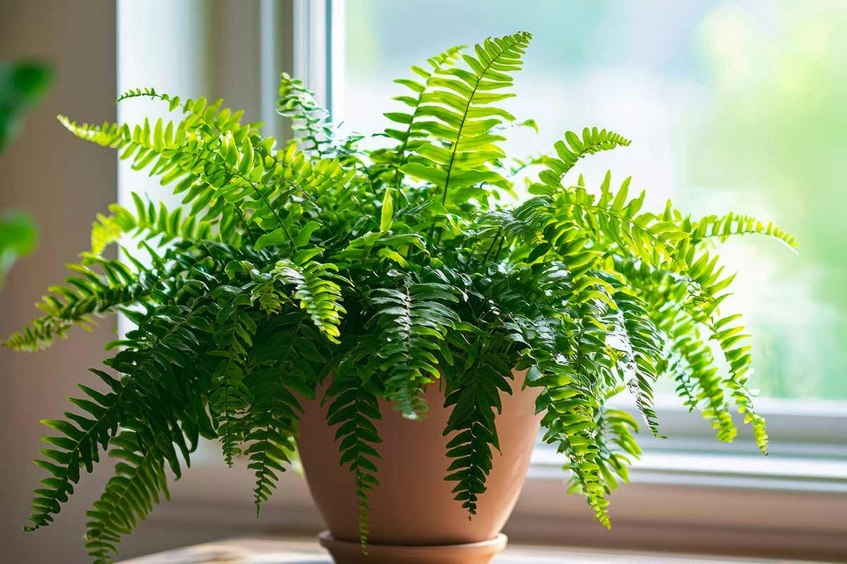 Le piante ideali per ridurre l’umidità in casa e mantenere pareti asciutte e un ambiente sano