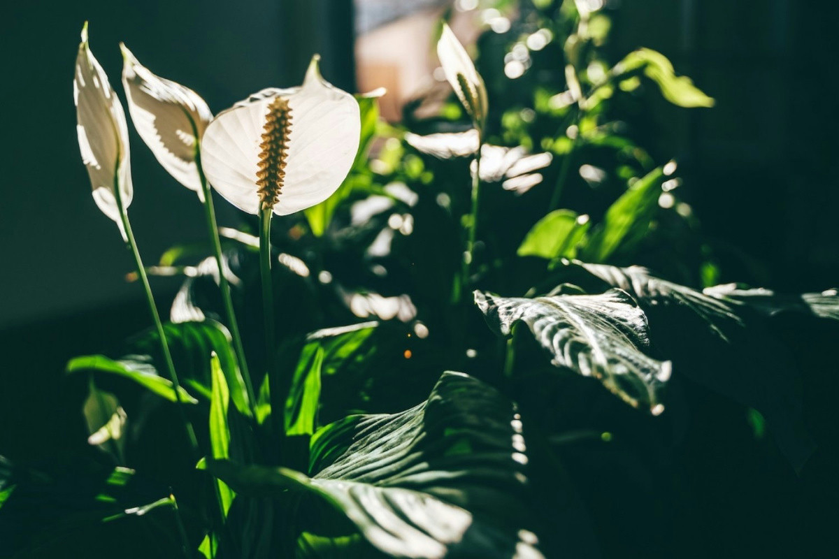 Le piante ideali per ridurre l’umidità in casa e mantenere pareti asciutte e un ambiente sano