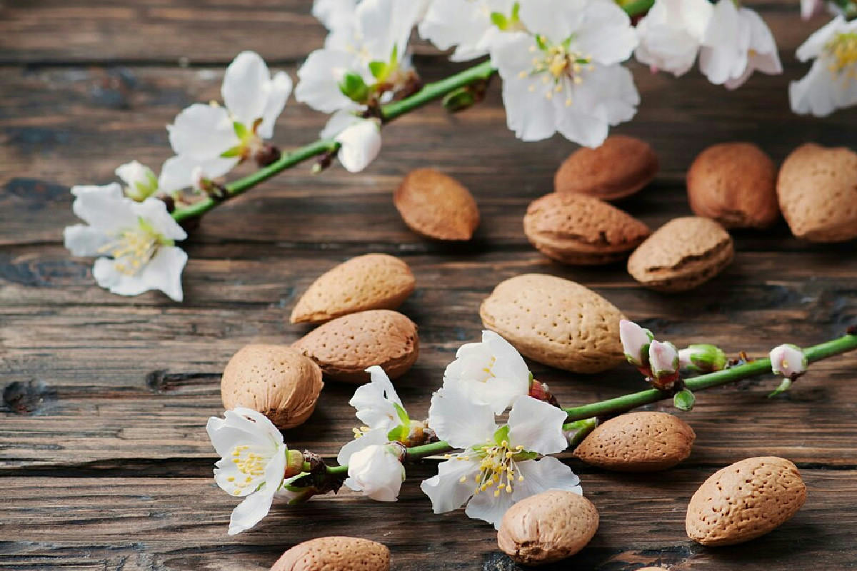 Tecniche efficaci per migliorare la crescita del mandorlo tra potature, prevenzione e cura delle malattie comuni