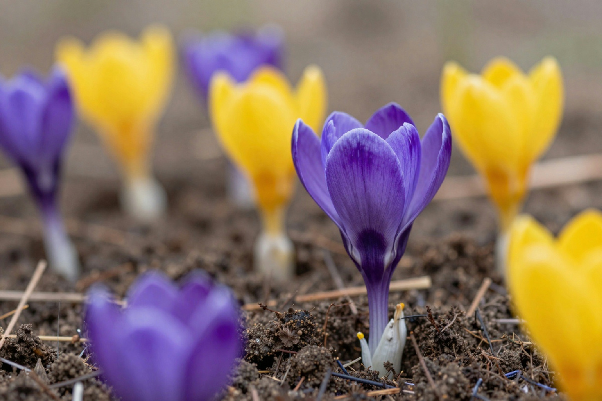 Piantare bulbi a gennaio: il trucco per riempire la casa di fiori spettacolari in primavera